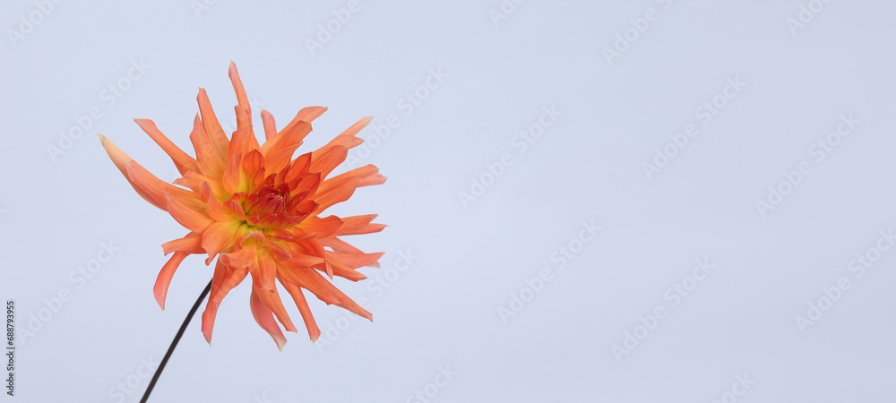 Dahlia flower head against a white background. Orange Dahlia flower. Floral macro. Beautiful Dahlia in bloom. Autumn flower. Abstract background. Greeting card. Dahlia flower head against a white background. Orange Dahlia flower. Floral macro. Beautiful Dahlia in bloom. Autumn flower. Abstract background. Greeting card.