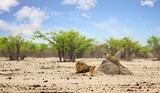 Small pride of lions with Male, Lioness and two adolescent bubs next to a termite mound