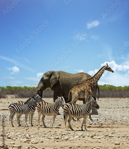 Portrait View of an Elephant, herd of zebra and a giraffe standing together on the African savannah
