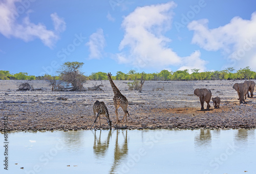 Two Giraffe at a waterhole  one with head down drinking the other looking at a herd of elephants also coming to take a drink