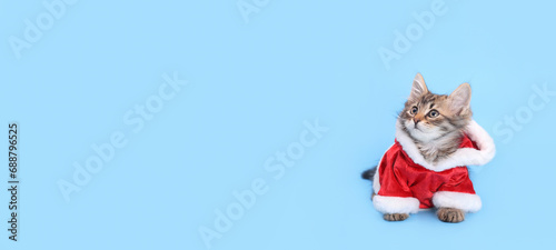 Kitten on the blue background. Concept of adorable little pets. Cat Santa Claus. Merry Christmas. Copy space. Cat clothes. Pet Supplies. Dressed kitten. Christmas card. Happy New Year.web banner 