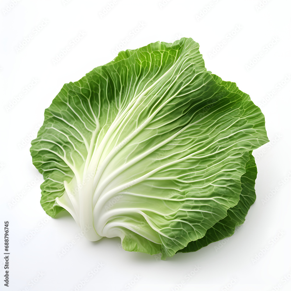 cabbage leaves on a white background. green leaf of a raw vegetable. cabbage leaves on a white background. green leaf of a raw vegetable.