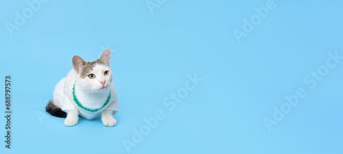 Cute cat lying on blue background. White kitty on blue background. Cute young  cat sitting in front of blue background with copy space. Pet. Studio portrait beautiful Kitten. Without people © Mariia