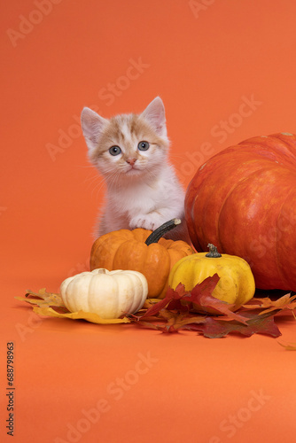 Tablou canvas A White and ginger cat, kitten sitting on a pumpkin in a still life setting in o