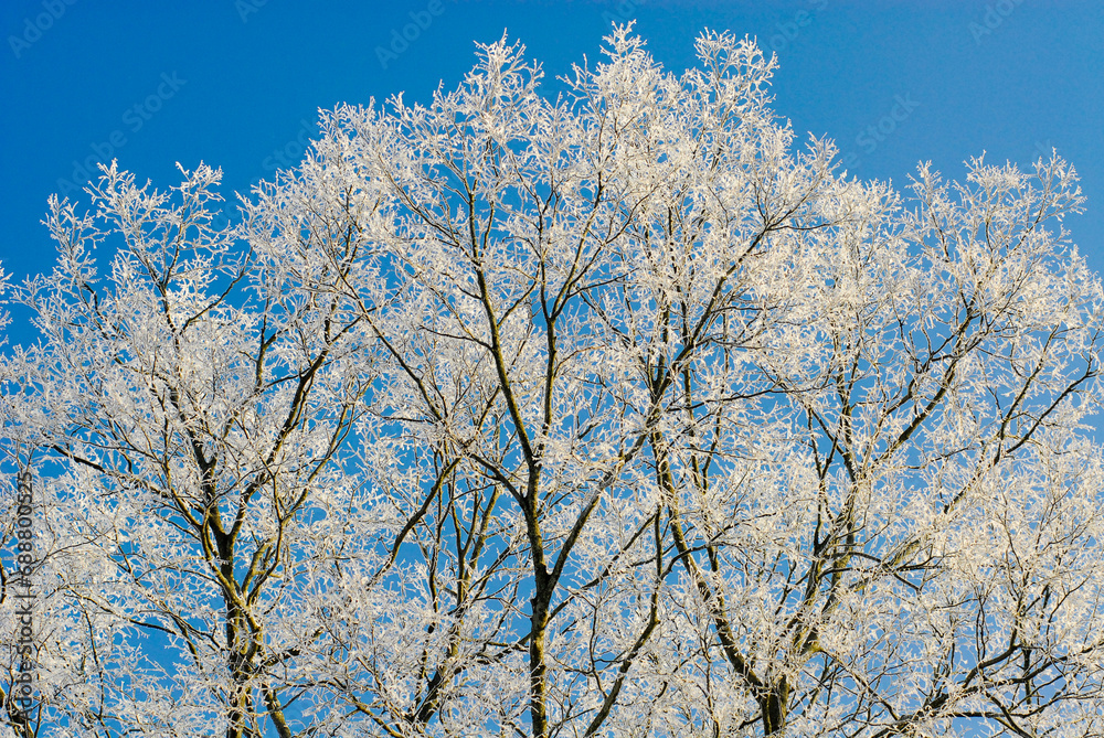 tree in winter ice tree in winter ice