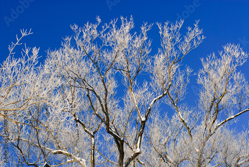 Ice branches against blue sky