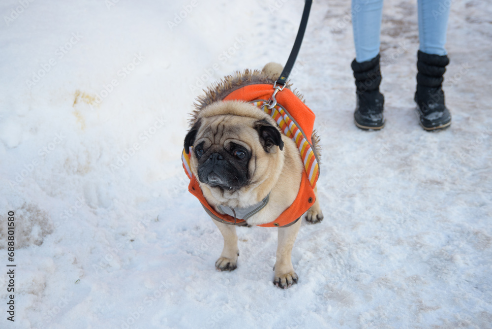 beautiful pug dog with orange vest in white snow