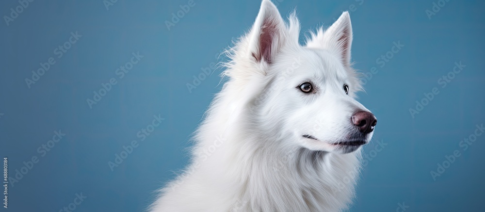 Beautiful young white dog photo