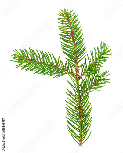 Green Christmas tree branch on a white background.