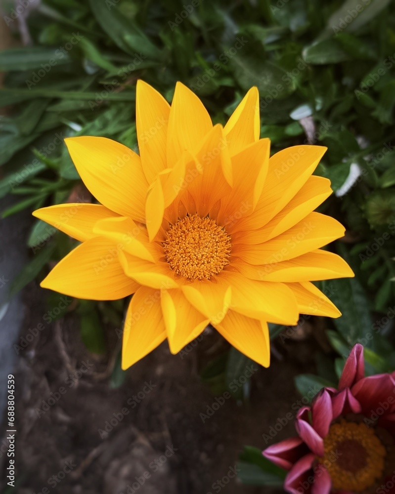 yellow flower in the garden yellow flower in the garden