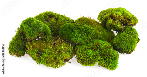 Green moss on a white background.