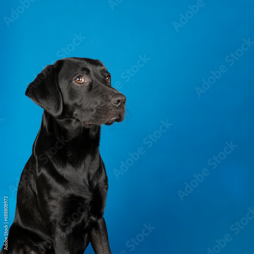 A Studio shot of a Black labrador dog with brown eyes giving a side eye on a blue background