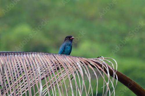 Oriental dollarbird sitting on a palm tree, bird of the roller family photo