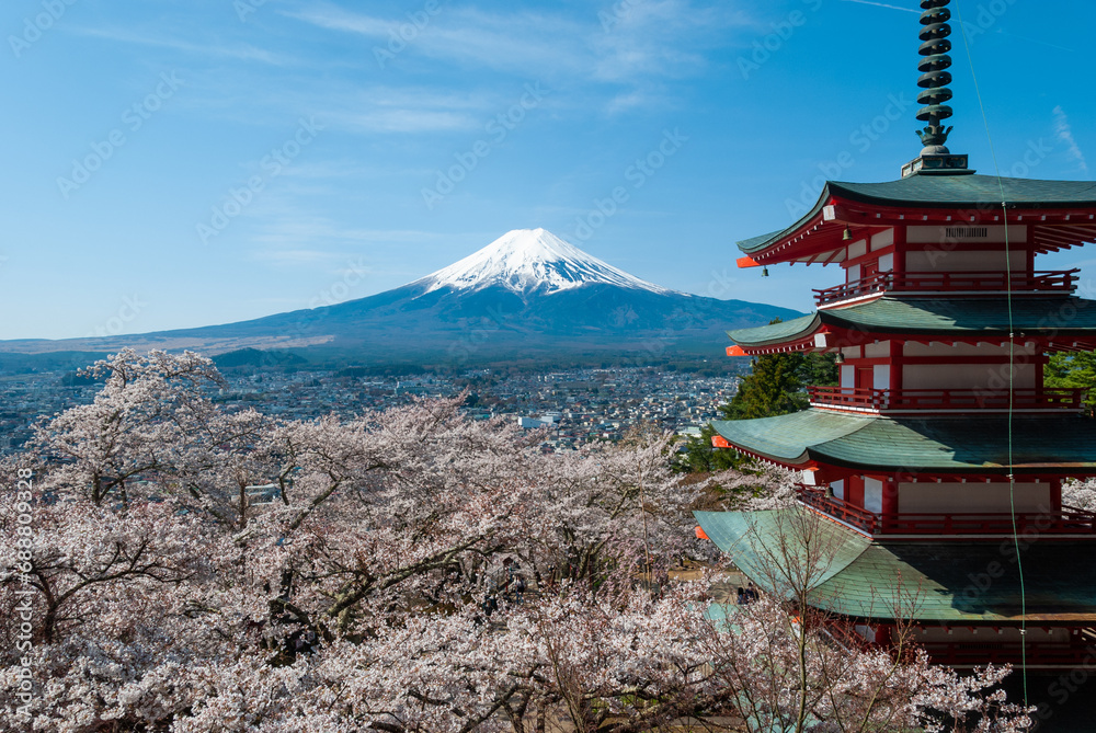 The scenery of Mount Fuji and cherry blossoms by Chureito Pagoda, Japan