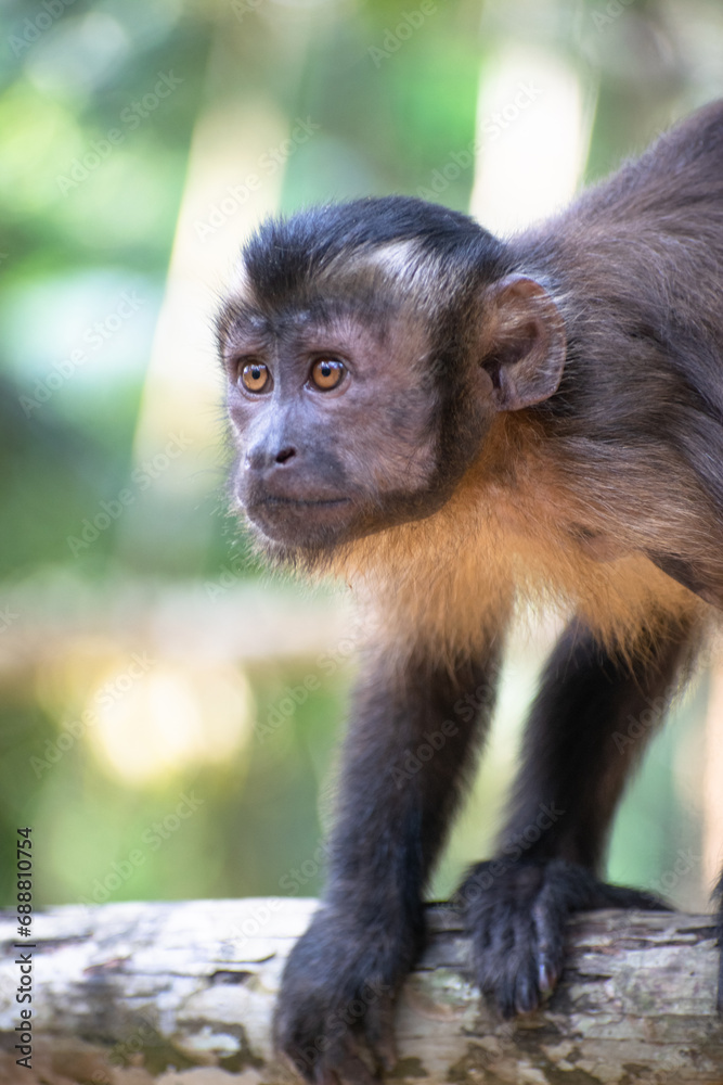 Tufted capuchin Monkey in Jungle on a tree. Tufted capuchin Monkey in Jungle on a tree.