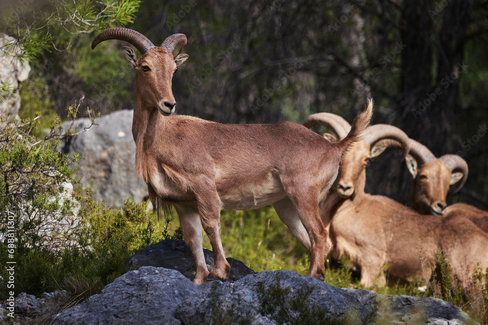 Barbary Sheep in Natural Habitat Barbary Sheep in Natural Habitat