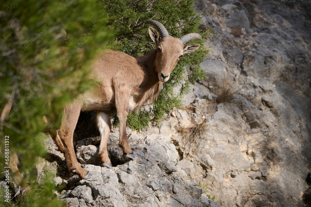 Barbary sheep on rocky terrain in natural habitat Barbary sheep on rocky terrain in natural habitat