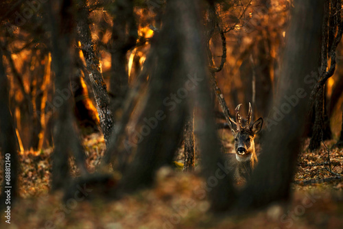 Enigmatic roe deer Peering Through Autumn Forest photo