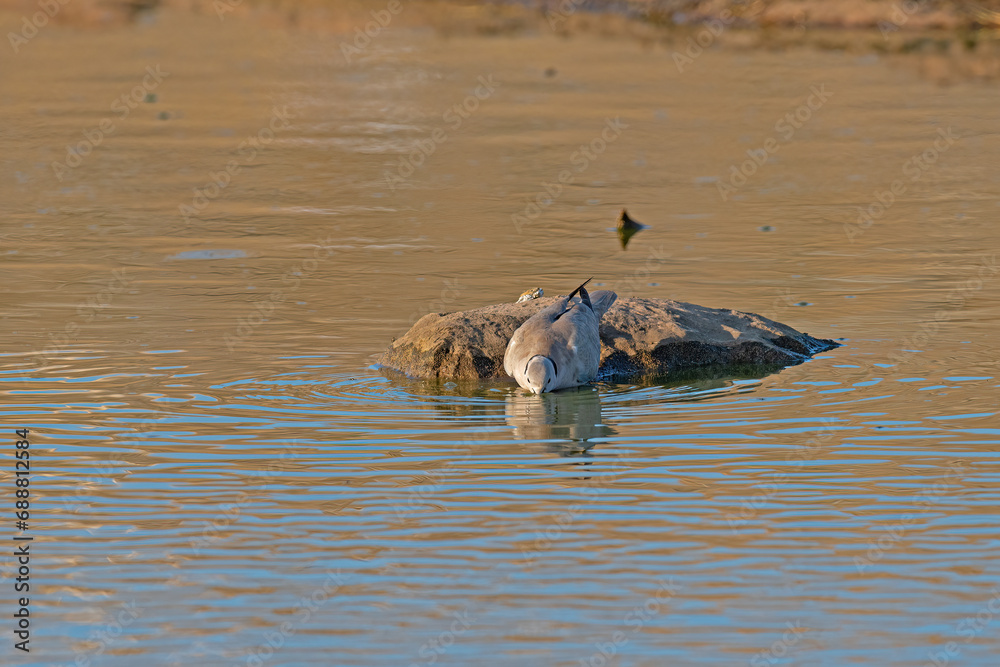 Fototapeta premium Eurasian collared pigeon (Streptopelia decaocto) drinking from the pond.