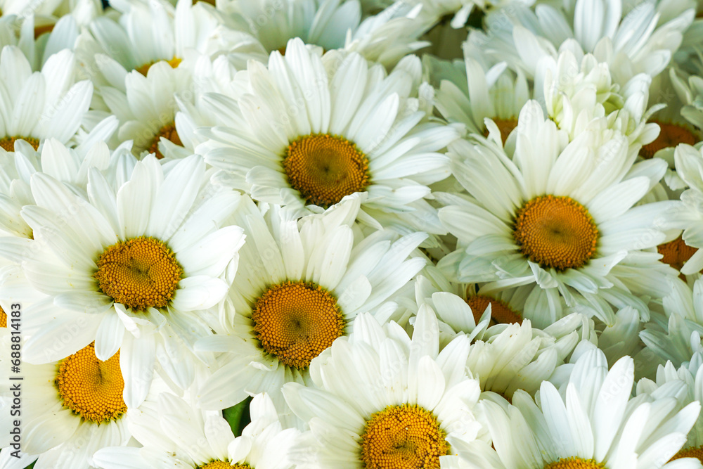 Obraz premium White daisy flowers background, flowering of daisies, blooming oxeye daisies