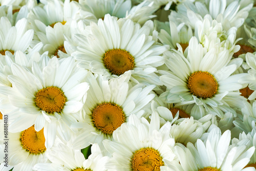 White daisy flowers background, flowering of daisies, blooming oxeye daisies © Zigmunds