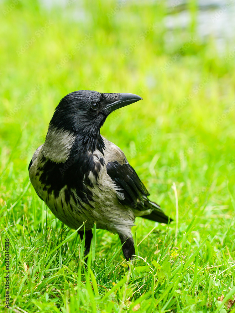 Gray and black hooded crow bird sitting in grass on green blurred background, crow closeup Gray and black hooded crow bird sitting in grass on green blurred background, crow closeup