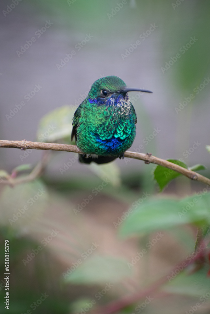 Fototapeta premium Close up of a green and blue hummingbird on a branch.