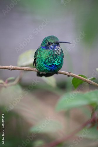 Close up of a green and blue hummingbird on a branch.