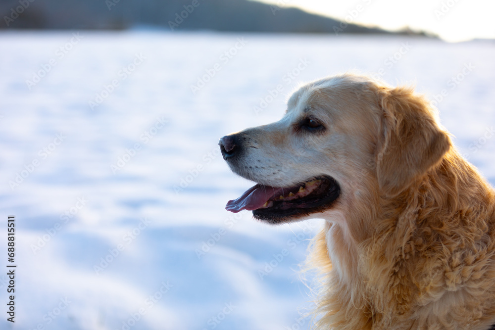 Ein süßer Golden Retriever sitzt vor einem verschneiten Feld und wird von hinten von Sonnenstrahlen beleuchtet