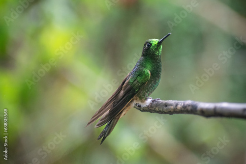 Green hummingbird on a branch