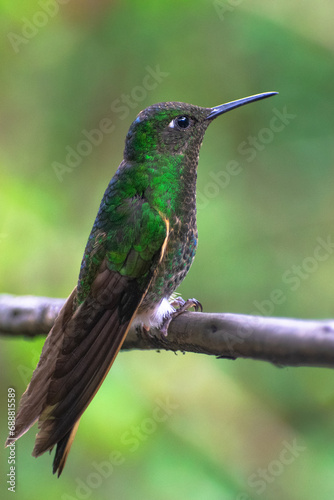 Green hummingbird on a branch