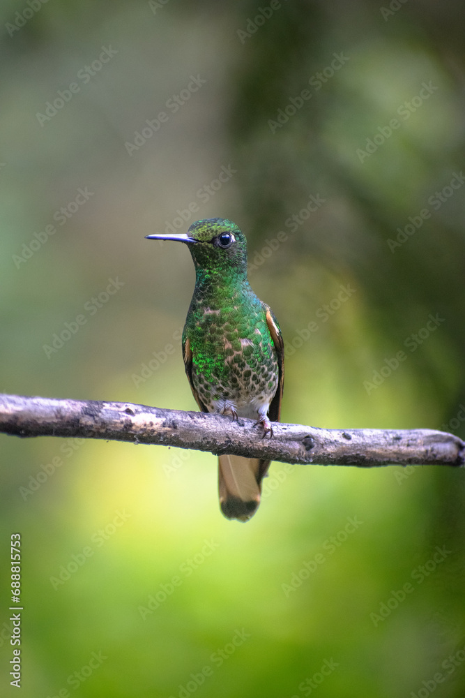 Fototapeta premium Green hummingbird on a branch