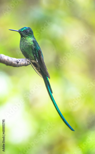 Long tailed green hummingbird on a branch.