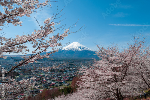 The view of Mount Fuji through cherry blossom trees in full bloom in April, Japan