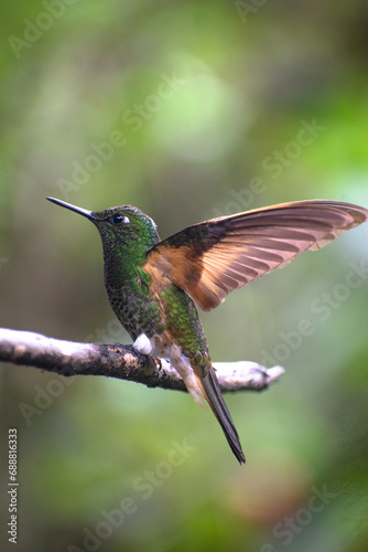 Green hummingbird on a branch © Matthew