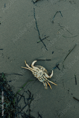 upside-down dead crab on Willapa Bay beach, Washington State photo