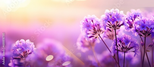 The blooming purple flowers are a beautiful sight amidst nature's green with an open sky and shining sun.