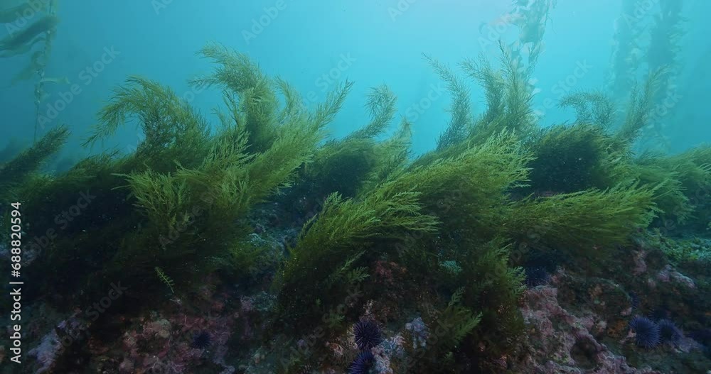 Invasive sargassum seaweed on edge of kelp. Invasive sargassum seaweed on edge of kelp.