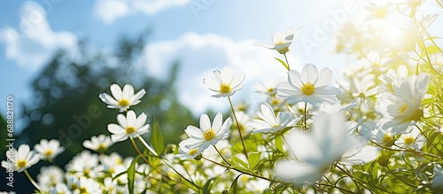 The white flowers are blooming beautifully, with yellow petals visible. Surrounded by green nature, open sky, and shining sun. © AkuAku