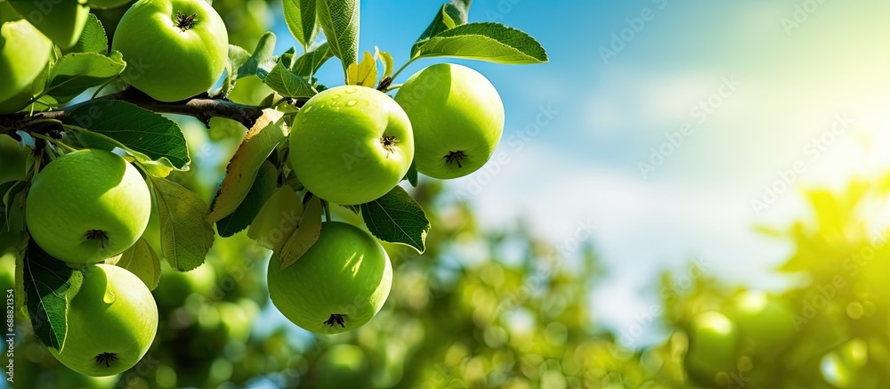 Unripe green apples in an apple orchard, ripe apple fruits in summer.