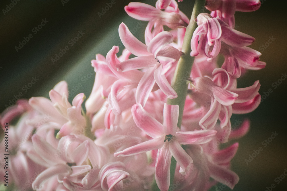 Hyacinth pink flower with black background
