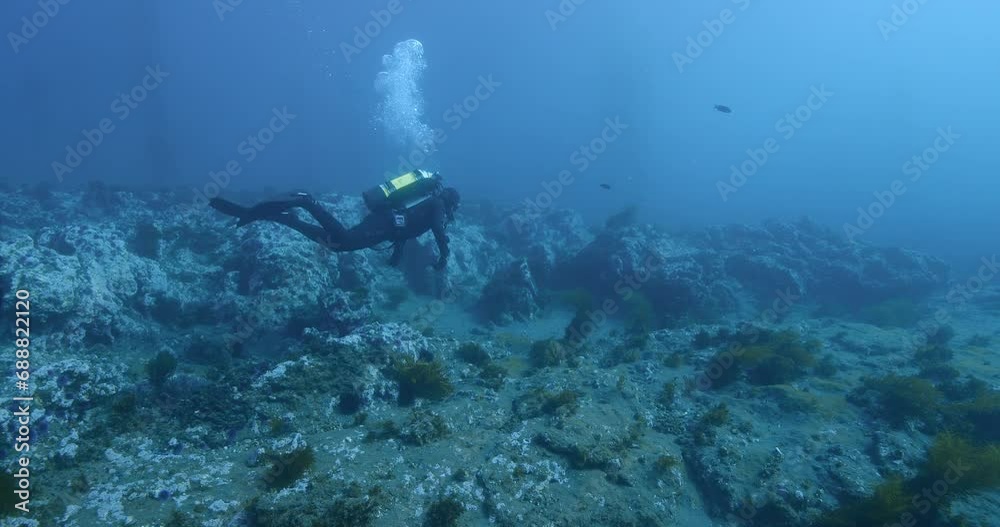 Scuba diver swims over barren kelp reef with invasive seaweed. Scuba diver swims over barren kelp reef with invasive seaweed.