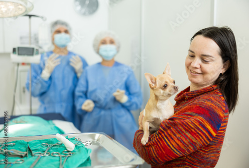 Positive caring female owner of little chihuahua bringing sick pet with bandaged abdomen to veterinary clinic for procedure