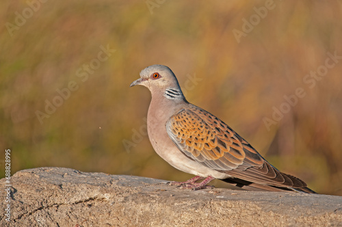 European Turtle Dove (Streptopelia turtur) on stone ground.