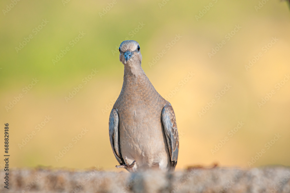 Obraz premium Close-up European Turtle Dove (Streptopelia turtur). Gradient background.