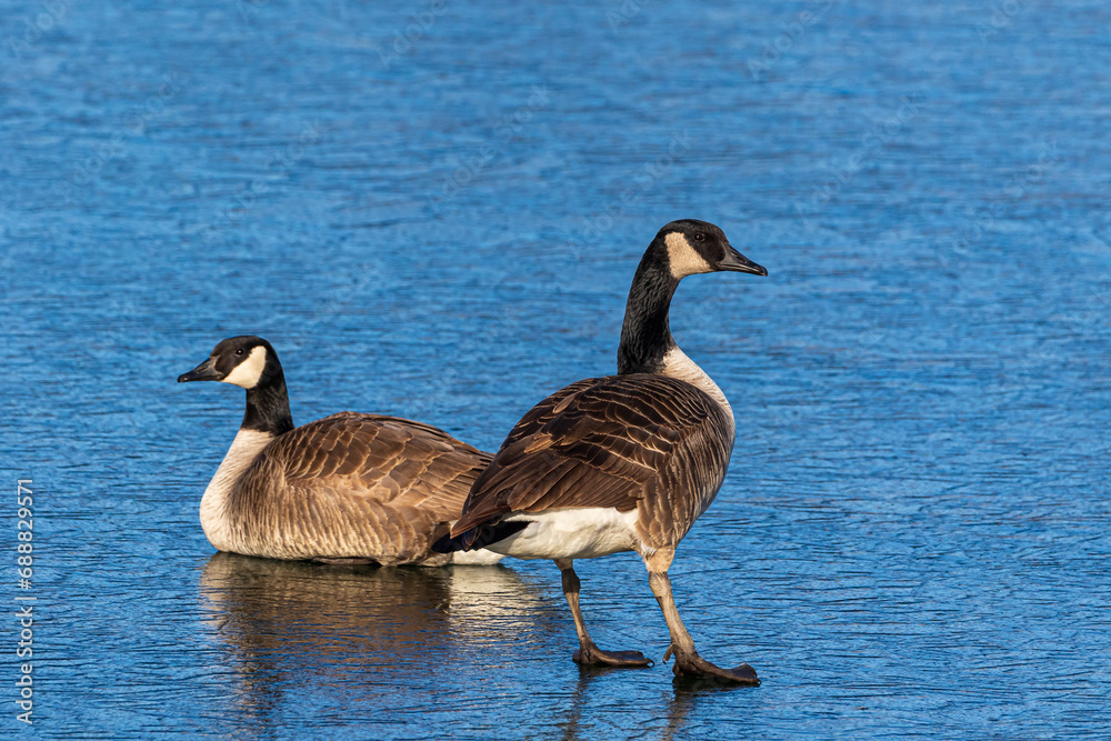 Canada goose standing on frozen lake in winter. Concept of wildlife conservation and habitat preservation Canada goose standing on frozen lake in winter. Concept of wildlife conservation and habitat preservation