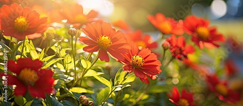 The round red flowers, with a yellow center, are blooming beautifully amidst the green nature under a shining sun.