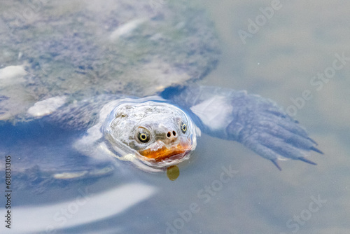 Turtle in a lake close up