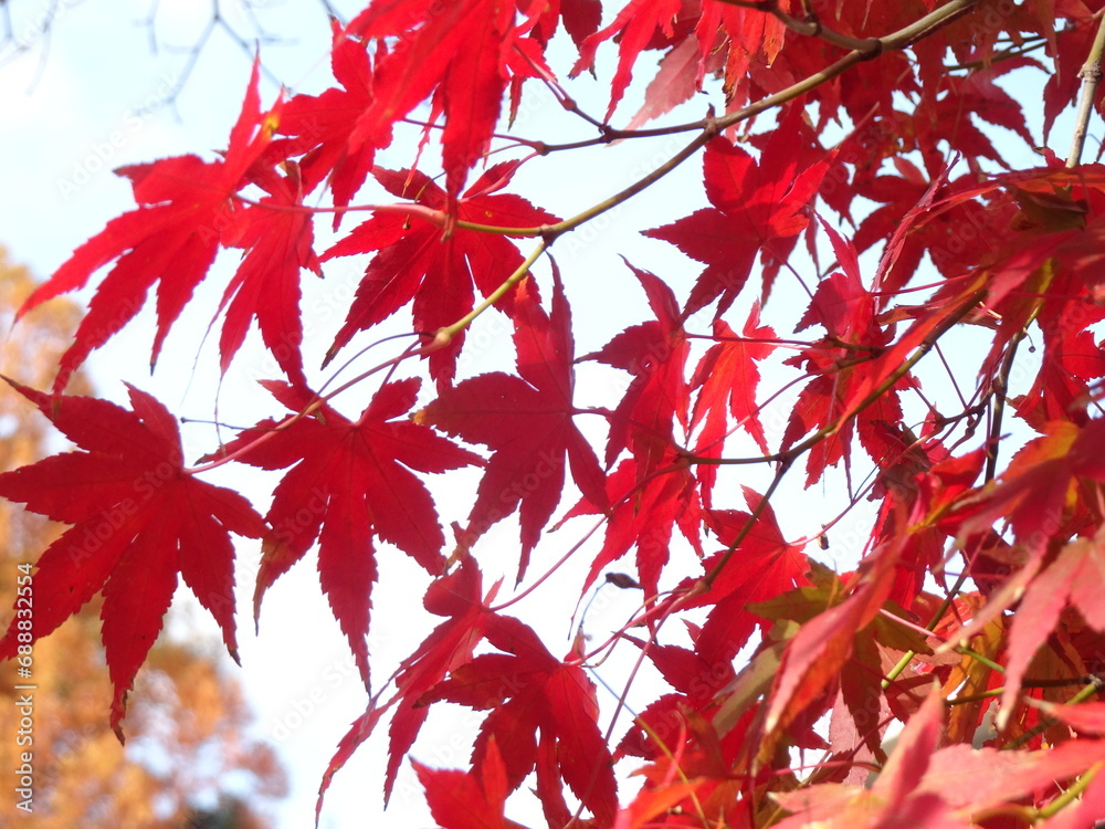 一面の紅葉したもみじと空