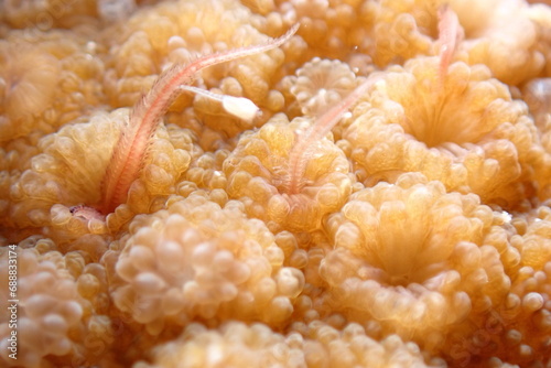 Photography Carnivorous Corals eating worms in the pacific ocean